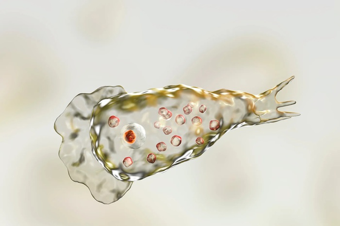 سرم شستشو بینی تا چند روز قابل استفاده است؟ 8 آمیب Naegleria fowleri